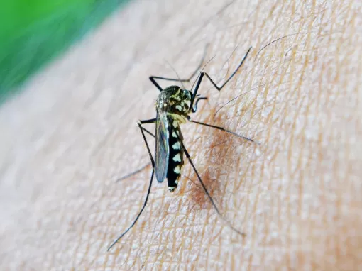 Se protéger des moustiques efficacement et durablement dans le Lot-et-Garonne avec Action Nuisibles 47, Marmande, Action Nuisibles 47