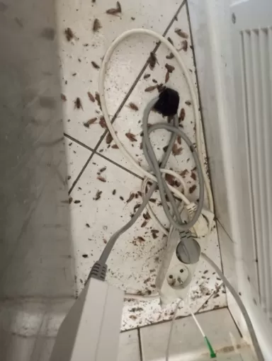 traitement de cafards à miramont de guyenne, Marmande, Action Nuisibles 47