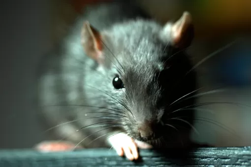 Intervention pour une dératisation dans des combles à Tonneins par Action Nuisibles 47, Marmande, Action Nuisibles 47