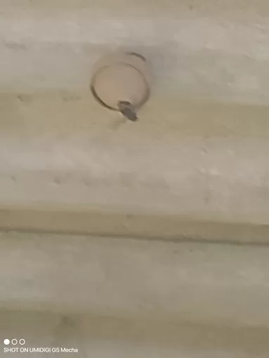 Intervention pour un nid de frelon asiatique à Tonneins par Action Nuisibles 47, Marmande, Action Nuisibles 47