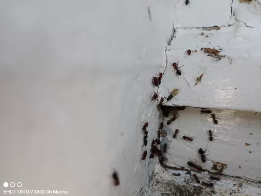 Traitement de fourmis acrobates à Fourques-sur-Garonne par Action Nuisibles 47, Marmande, Action Nuisibles 47