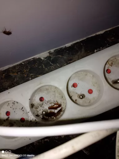 Extermination de cafards dans un appartement à Marmande par Action Nuisibles 47, Marmande, Action Nuisibles 47