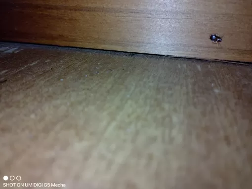 Traitement des cafards dans une maison à Tonneins par Action Nuisibles 47, Marmande, Action Nuisibles 47