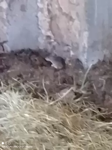 Dératisation suite à une infestation de rats chez un particulier à Marmande avec Action Nuisibles 47, Marmande, Action Nuisibles 47