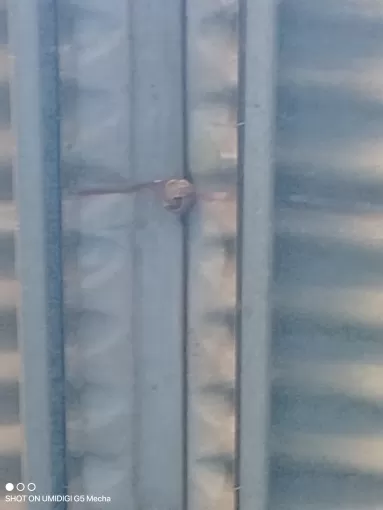 Traitement d'un nid de frelons situé sous un hangar à Montflanquin, Marmande, Action Nuisibles 47