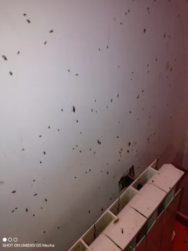 Traitement pour un problème de cafard dans un logement situé à Aiguillon, dans le Lot-et-Garonne, Marmande, Action Nuisibles 47