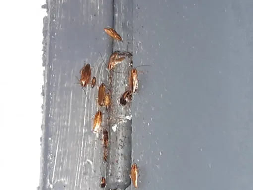 Encore un traitement contre les cafards à Gontaud de Nogaret, réalisé avec succès, Marmande, Action Nuisibles 47