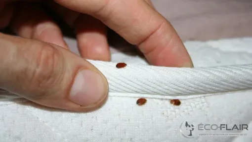 Traitement de punaise de lit dans une maison de ville à Monségur, à côté de Duras, Marmande, Action Nuisibles 47