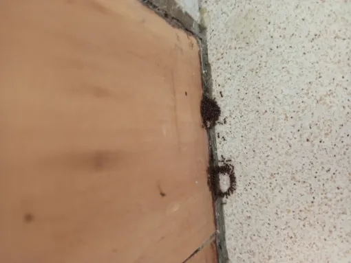 Traitement de fourmis acrobates dans une maison à Armillac dans le Lot-et-Garonne, Marmande, Action Nuisibles 47