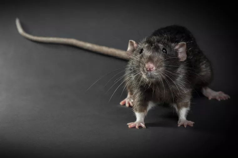 État des lieux d'un garage et pose de piège à souris par précaution, Marmande, Action Nuisibles 47