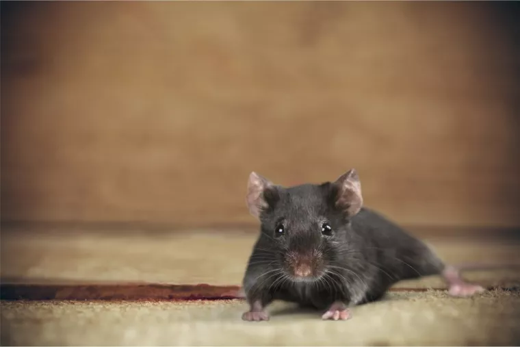Prestation d'urgence pour se débarrasser de souris dans un appartement au 1er étage, Marmande, Action Nuisibles 47