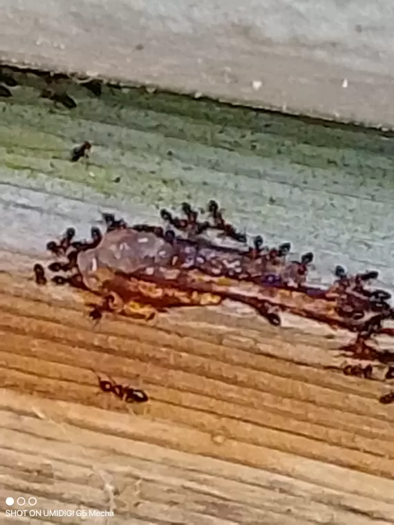 Traitement de fourmis sur une charpente dans une maison à la campagne à Saint-Quentin-du-Dropt, Marmande, Action Nuisibles 47