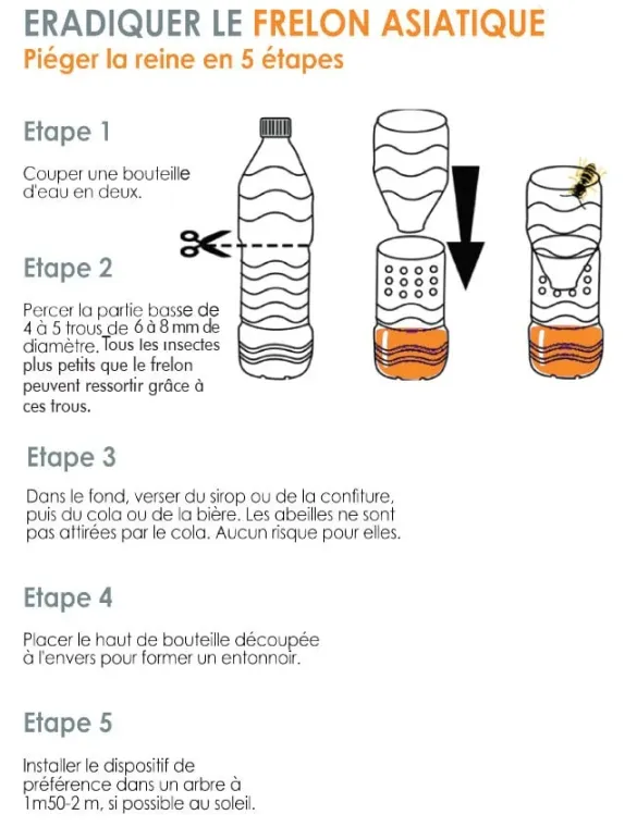 Le mois de mars arrive, il est temps de mettre en place des pièges pour les frelons asiatiques, Marmande, Action Nuisibles 47