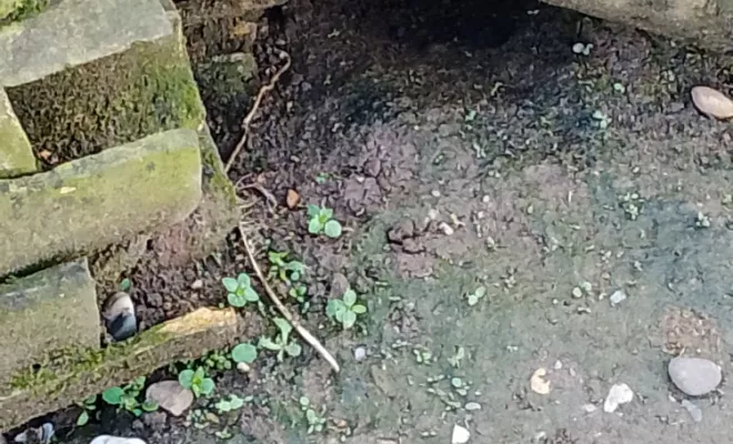 Dératisation dans un jardin à Lavergne, Marmande, Action Nuisibles 47