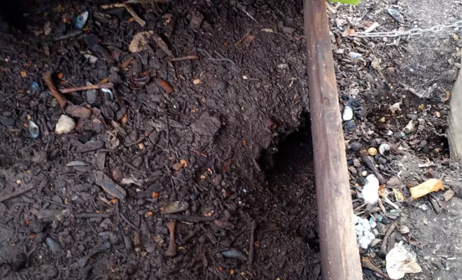 Dératisation dans un jardin à Lavergne, Marmande, Action Nuisibles 47