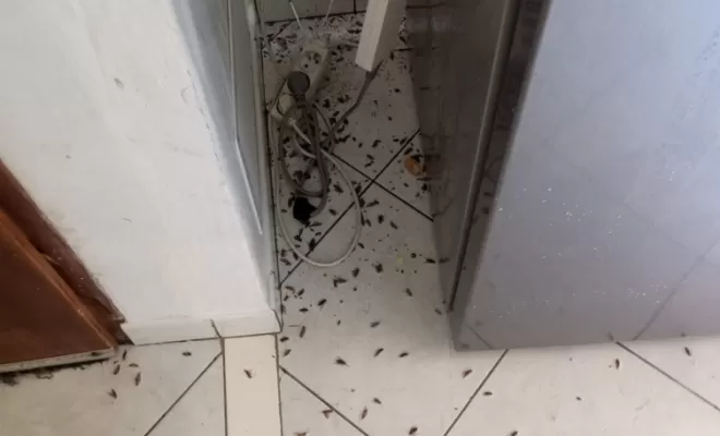 traitement de cafards à miramont de guyenne, Marmande, Action Nuisibles 47