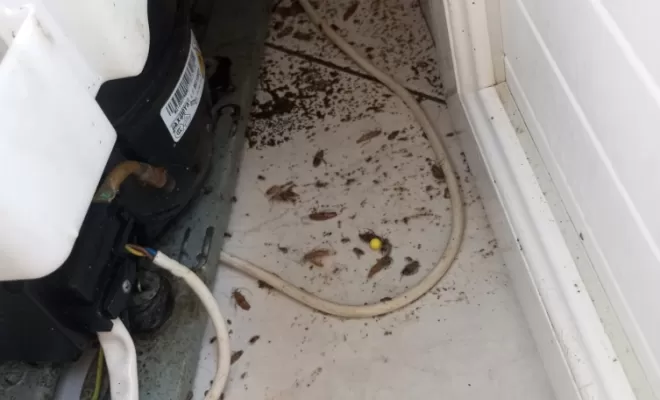 traitement de cafards à miramont de guyenne, Marmande, Action Nuisibles 47