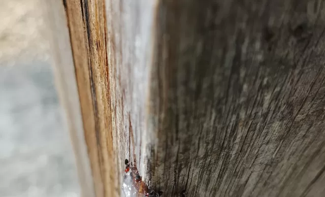 Traitement de fourmis sur une charpente dans une maison à la campagne à Saint-Quentin-du-Dropt, Marmande, Action Nuisibles 47