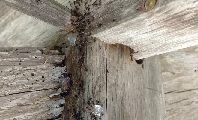 Traitement de fourmis sur une charpente dans une maison à la campagne à Saint-Quentin-du-Dropt, Marmande, Action Nuisibles 47