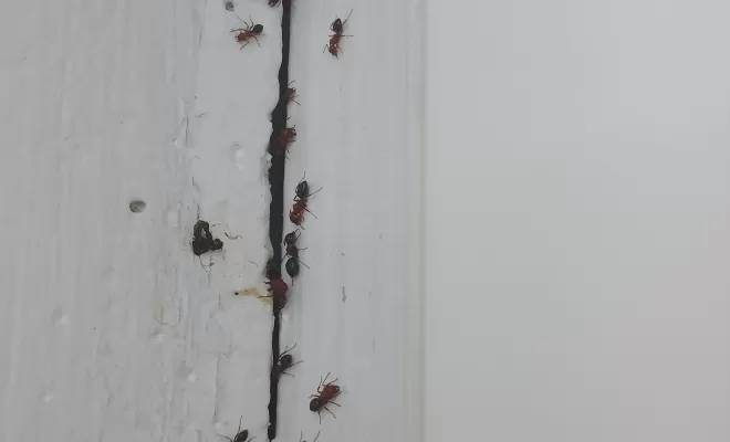 Traitement de fourmis sur une charpente dans une maison à la campagne à Saint-Quentin-du-Dropt, Marmande, Action Nuisibles 47