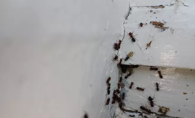Traitement de fourmis sur une charpente dans une maison à la campagne à Saint-Quentin-du-Dropt, Marmande, Action Nuisibles 47