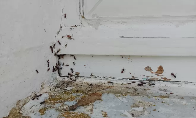 Traitement de fourmis sur une charpente dans une maison à la campagne à Saint-Quentin-du-Dropt, Marmande, Action Nuisibles 47