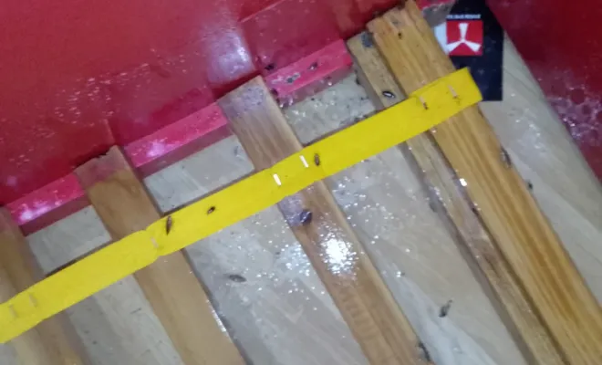 Traitement pour un problème de cafard dans un logement situé à Aiguillon, dans le Lot-et-Garonne, Marmande, Action Nuisibles 47