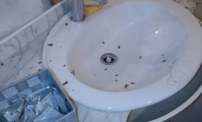 Traitement pour un problème de cafard dans un logement situé à Aiguillon, dans le Lot-et-Garonne, Marmande, Action Nuisibles 47