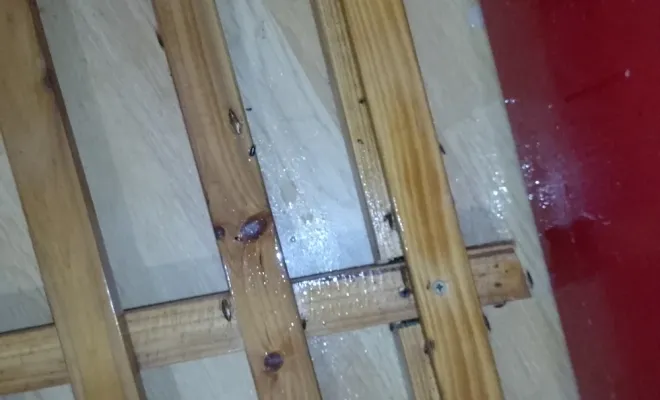 Traitement pour un problème de cafard dans un logement situé à Aiguillon, dans le Lot-et-Garonne, Marmande, Action Nuisibles 47