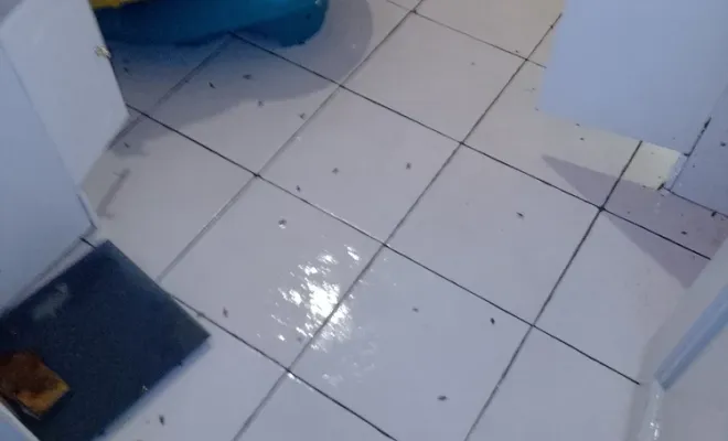 Traitement pour un problème de cafard dans un logement situé à Aiguillon, dans le Lot-et-Garonne, Marmande, Action Nuisibles 47