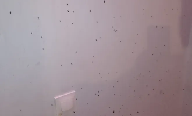 Traitement pour un problème de cafard dans un logement situé à Aiguillon, dans le Lot-et-Garonne, Marmande, Action Nuisibles 47