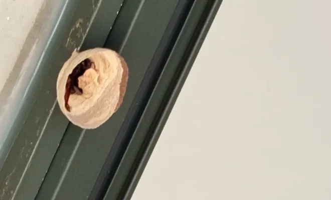 Traitement d'un nid de frelons asiatiques sur le seuil de porte d'une maison à Nérac, Marmande, Action Nuisibles 47