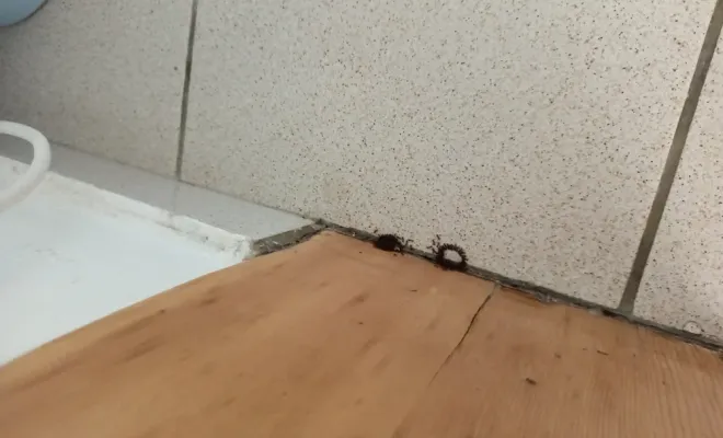 Traitement de fourmis acrobates dans une maison à Armillac dans le Lot-et-Garonne, Marmande, Action Nuisibles 47