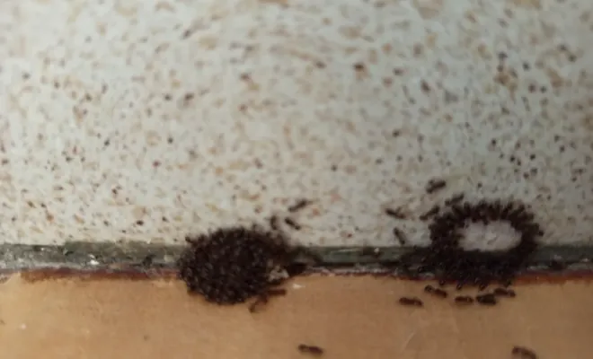 Traitement de fourmis acrobates dans une maison à Armillac dans le Lot-et-Garonne, Marmande, Action Nuisibles 47