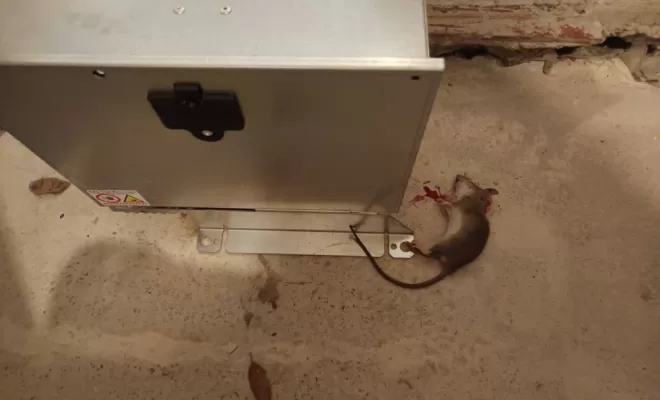 dératisation avec appareil multi-capture à Labretonie, Marmande, Action Nuisibles 47