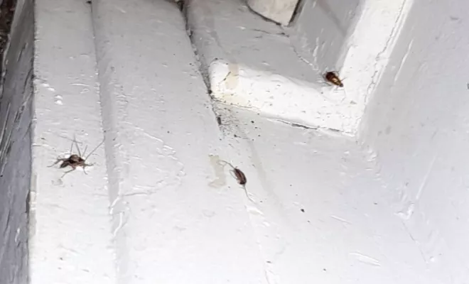 Désinsectisation - Cafards, Marmande, Action Nuisibles 47