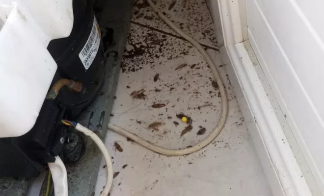 Désinsectisation - Cafards, Marmande, Action Nuisibles 47