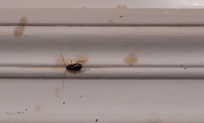 Désinsectisation - Cafards, Marmande, Action Nuisibles 47