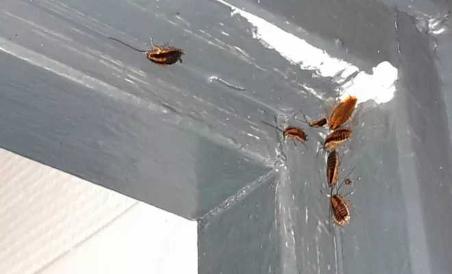 Désinsectisation - Cafards, Marmande, Action Nuisibles 47