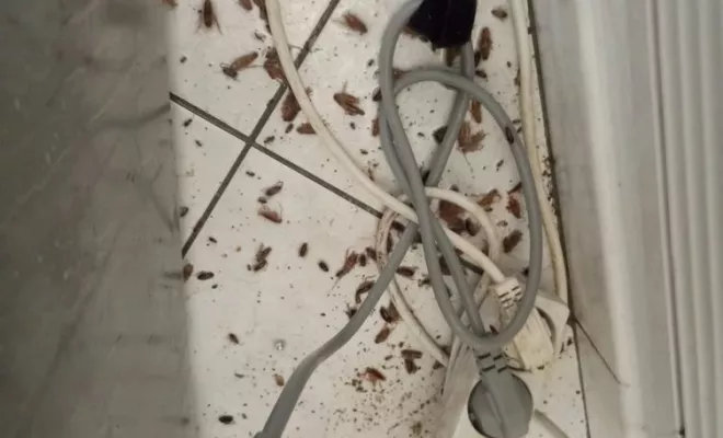 Désinsectisation - Cafards, Marmande, Action Nuisibles 47