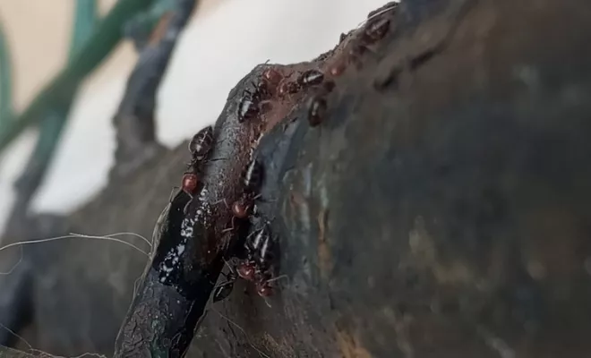 Désinsectisation - Fourmis, Marmande, Action Nuisibles 47