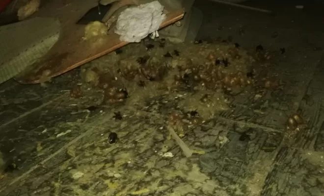 Abeilles, Marmande, Action Nuisibles 47