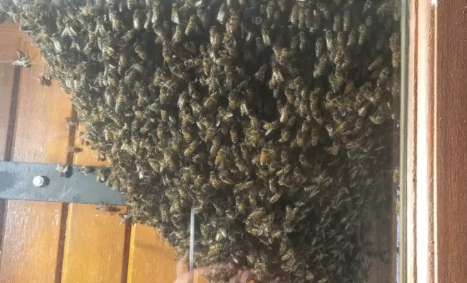 Abeilles, Marmande, Action Nuisibles 47