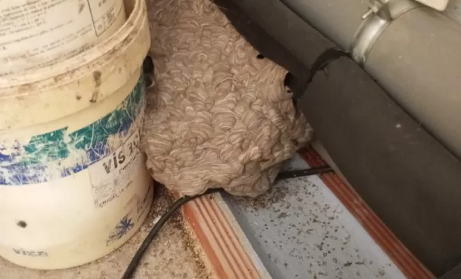 Désinsectisation - Guêpes, Marmande, Action Nuisibles 47