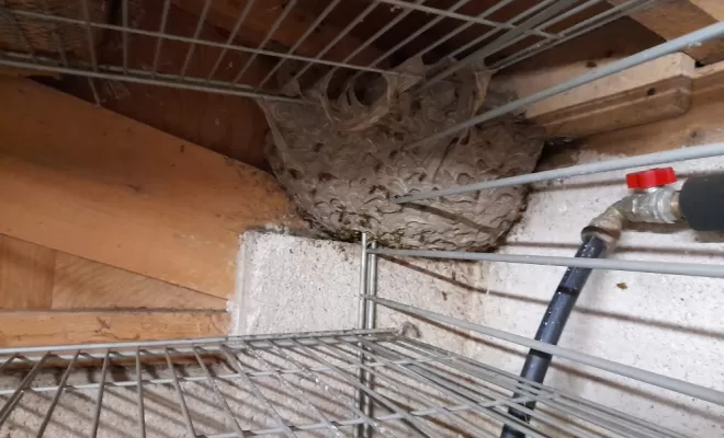 Désinsectisation - Guêpes, Marmande, Action Nuisibles 47