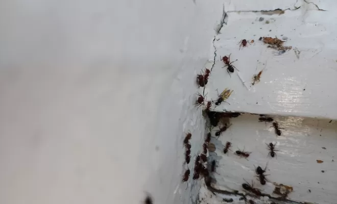 les fourmis, Marmande, Action Nuisibles 47