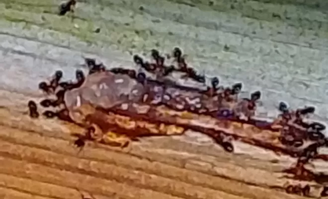 les fourmis, Marmande, Action Nuisibles 47