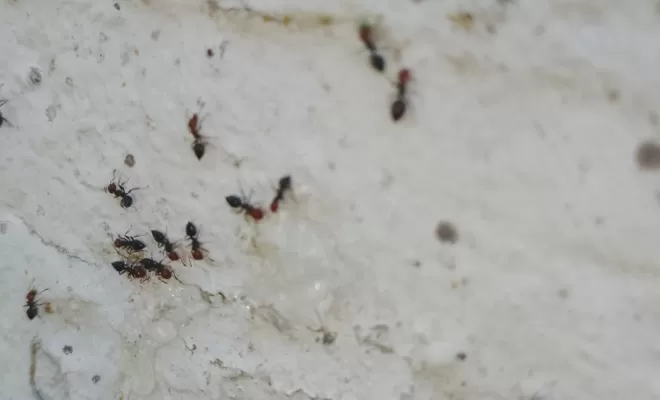 les fourmis, Marmande, Action Nuisibles 47