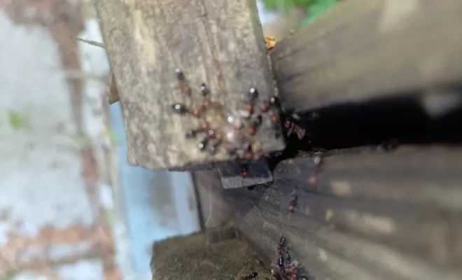 les fourmis, Marmande, Action Nuisibles 47